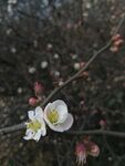 海棠花图片
