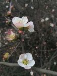 海棠花图片