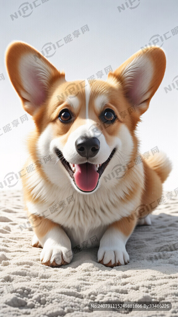 白色底 柯基犬