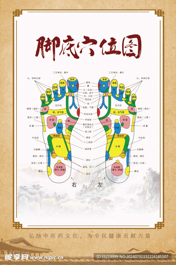 脚底穴位图海报