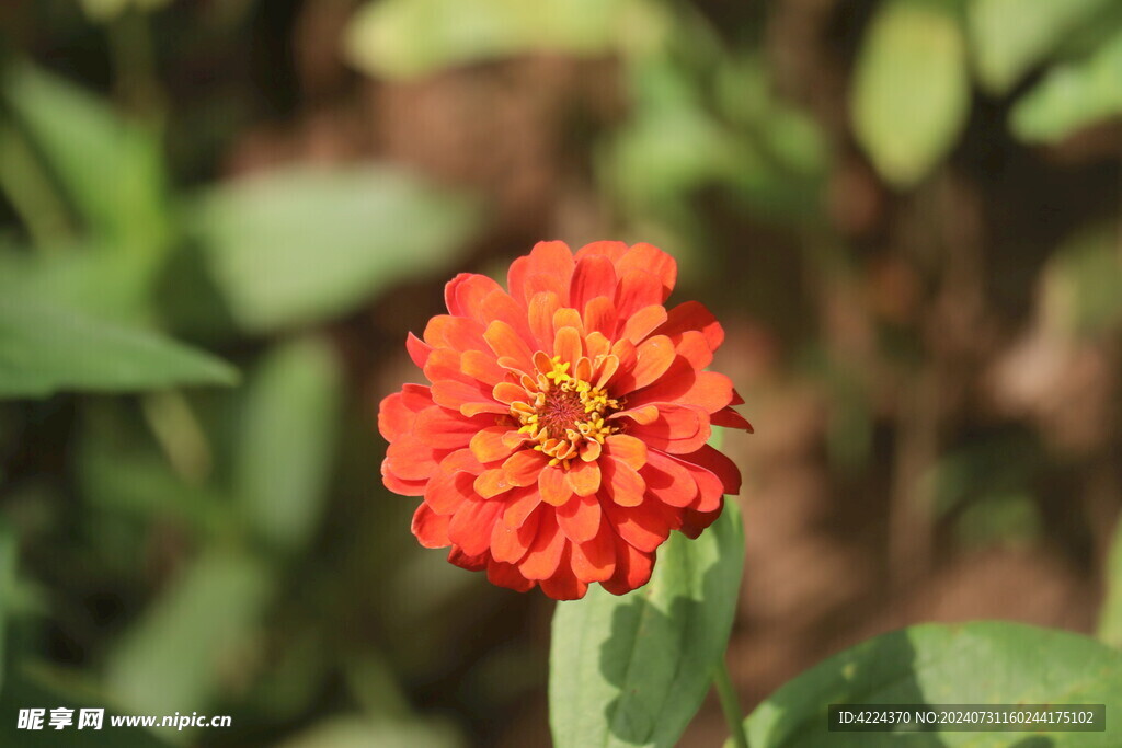 百日菊