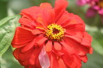 百日菊