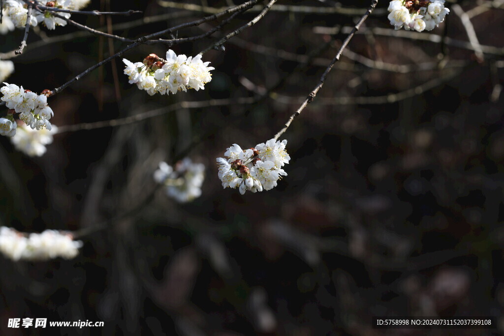 阳光与樱花