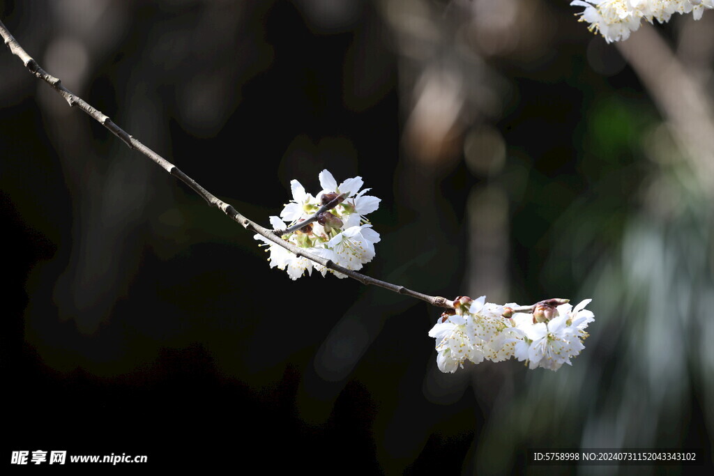 樱花