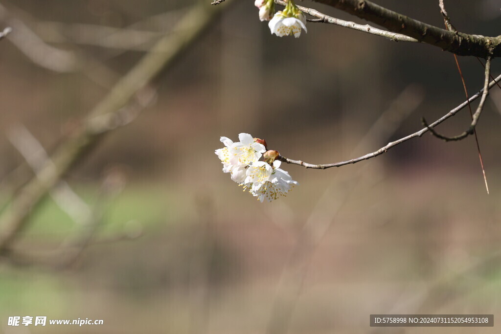 樱花特写