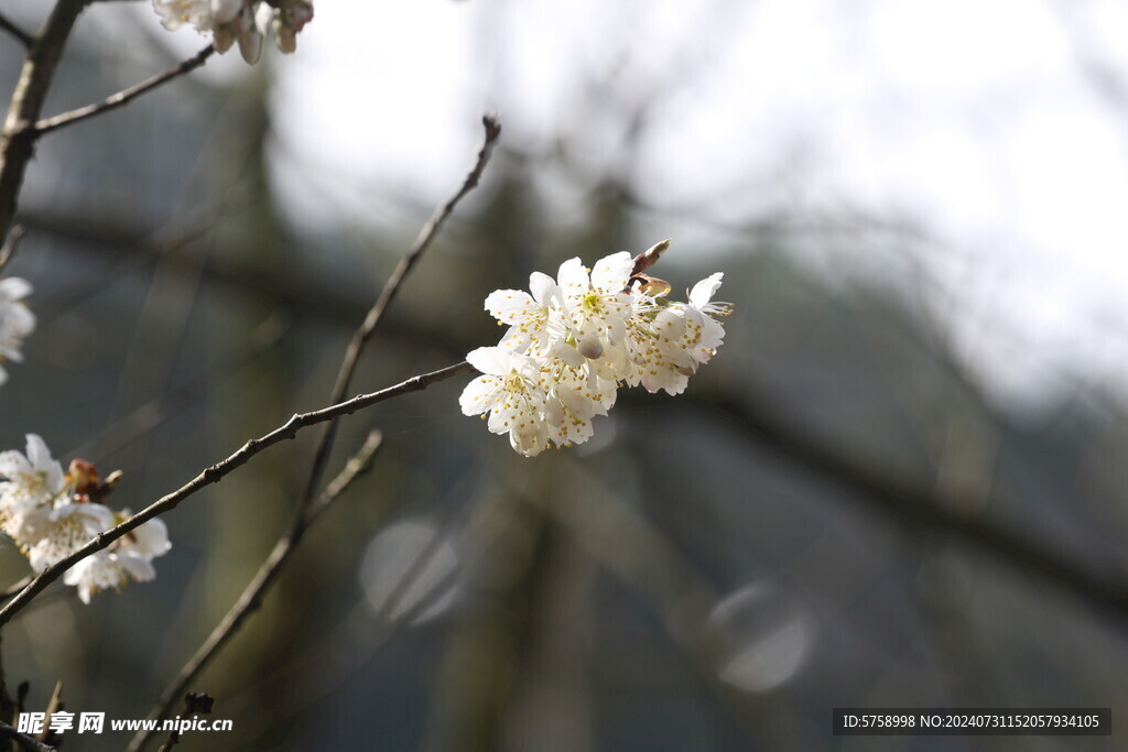 一枝樱花