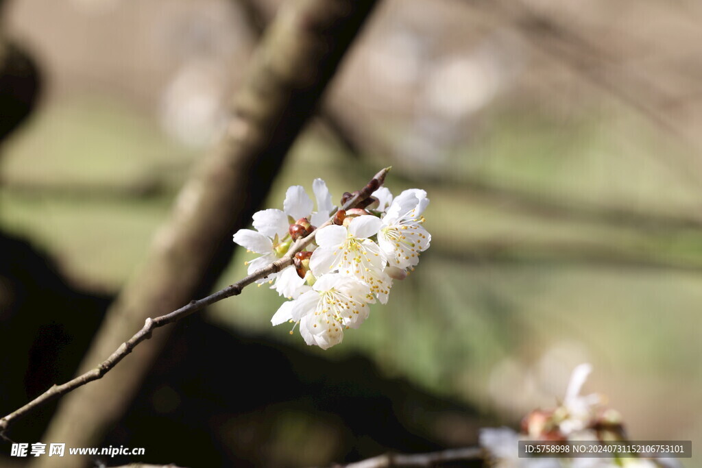 樱花特写