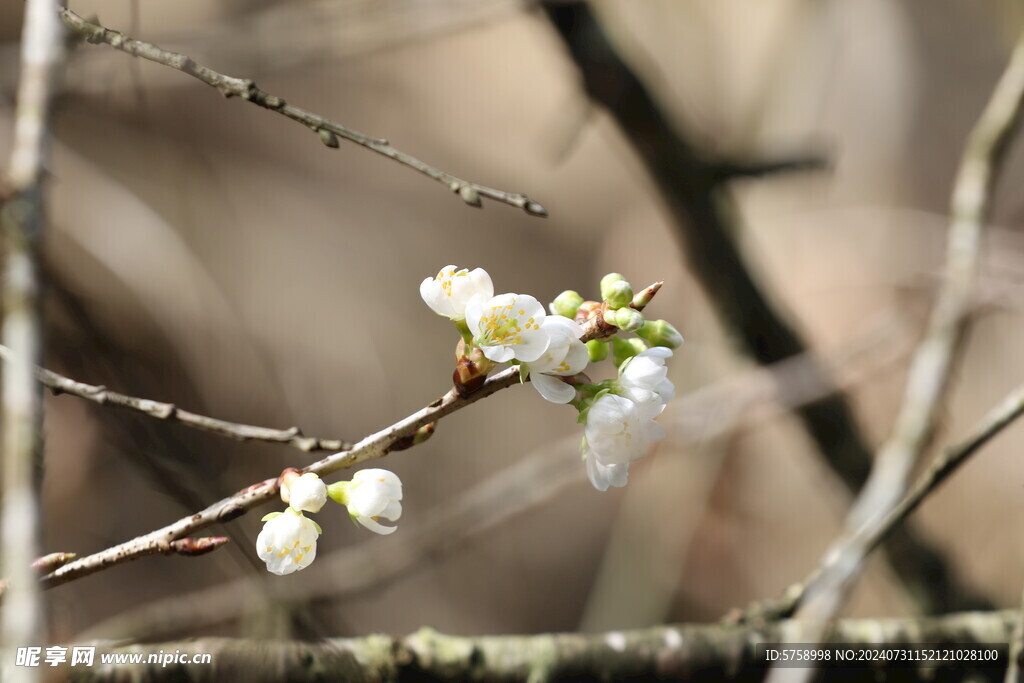 樱花枝