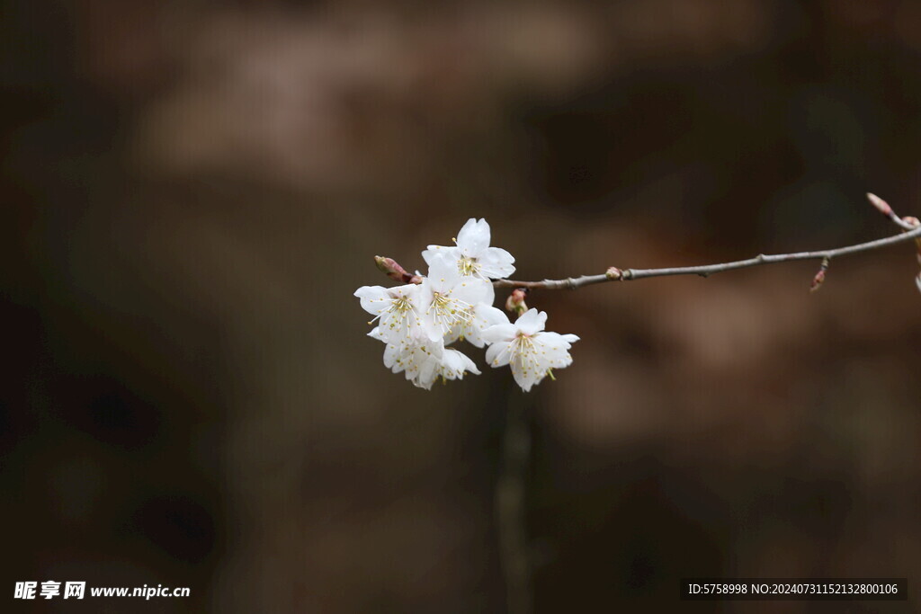 白色樱花特写