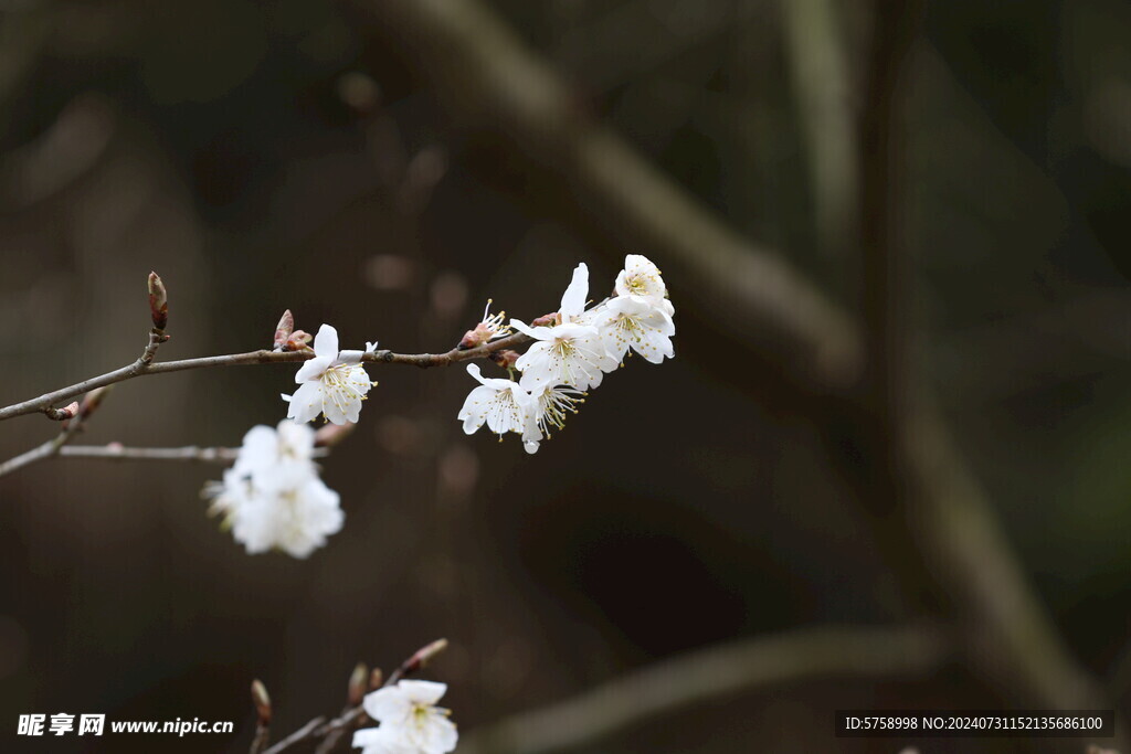 白色樱花