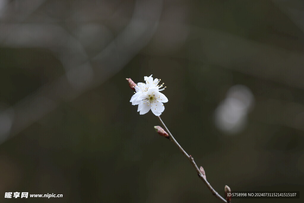 一朵洁白樱花