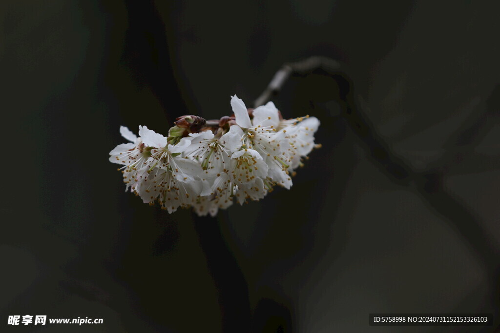 樱花特写