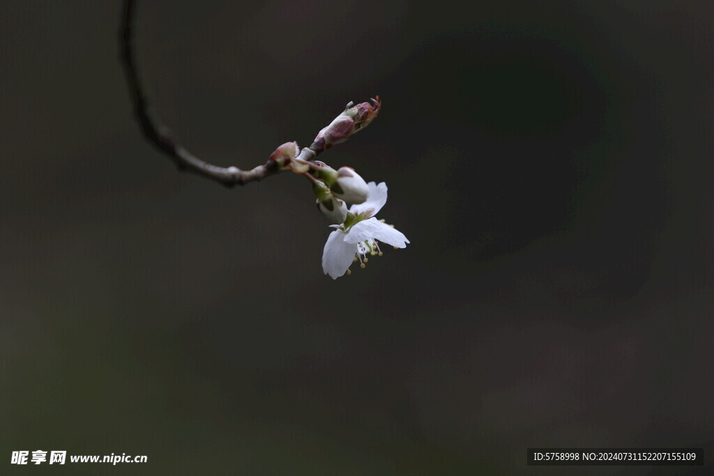 一枝白色樱花