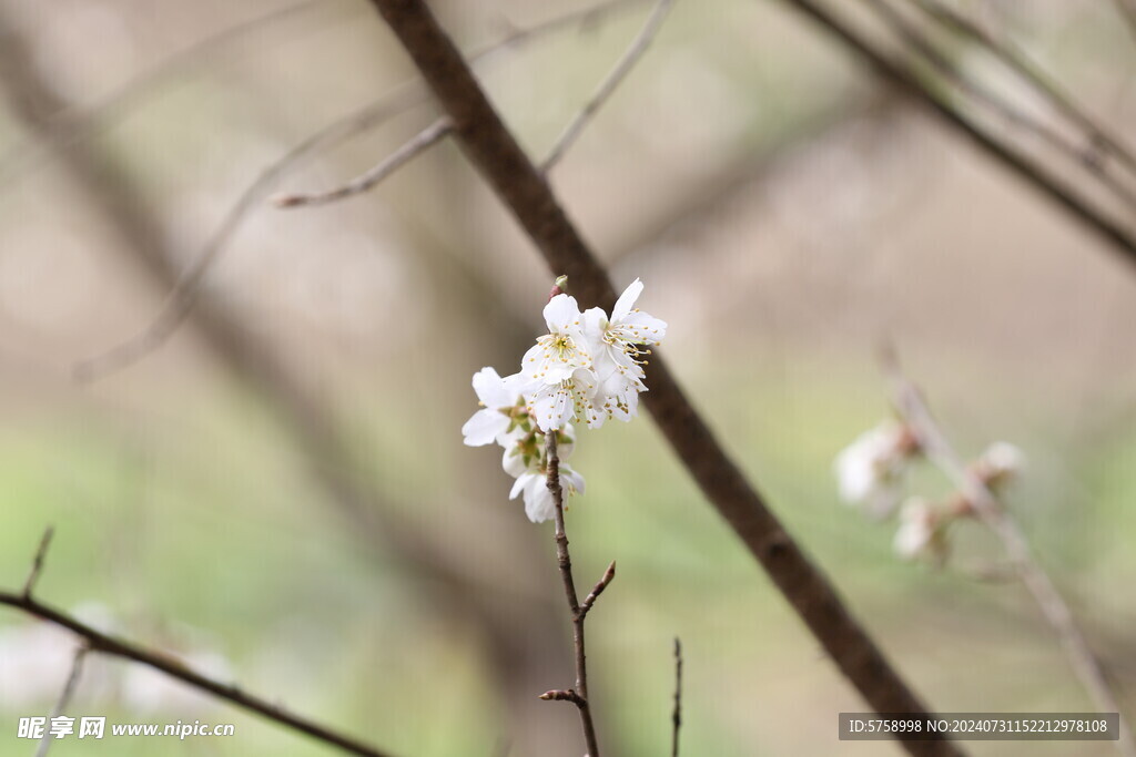 花枝