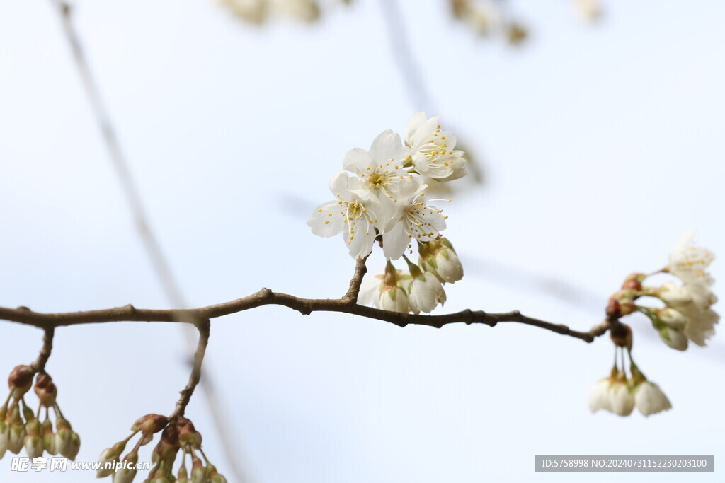 樱花