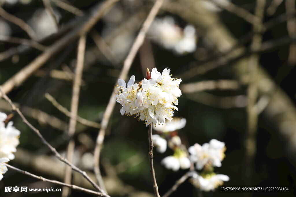 春暖花开