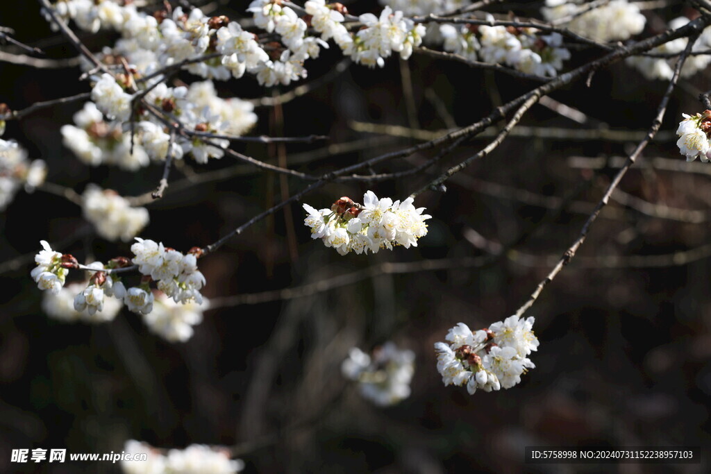 樱花浪漫