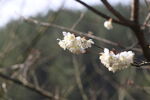 白色樱花特写