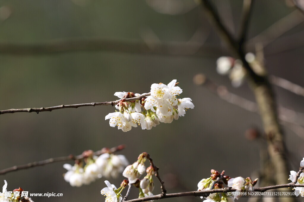 鲜嫩樱花