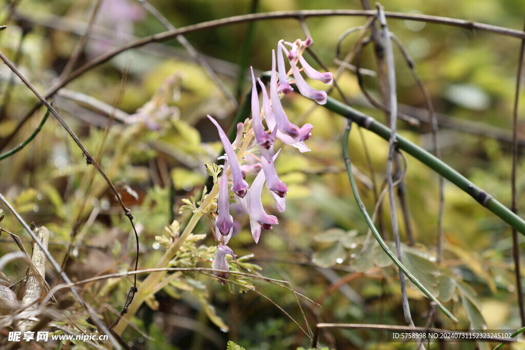 地丁草花