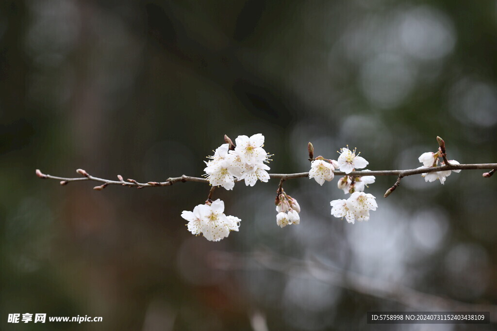 樱花