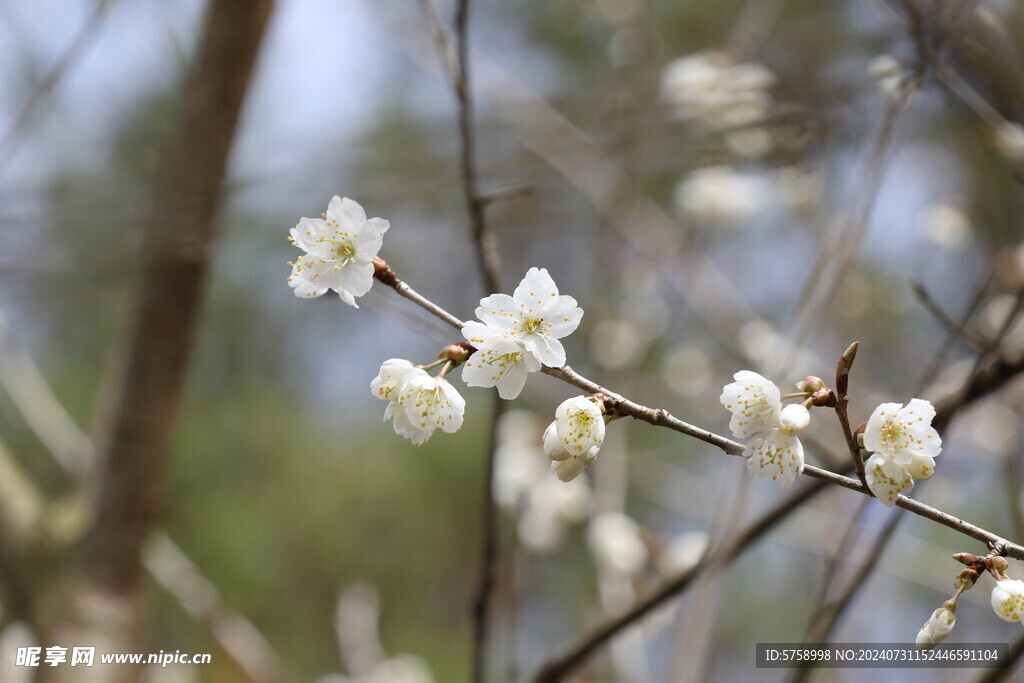 樱花花蕾