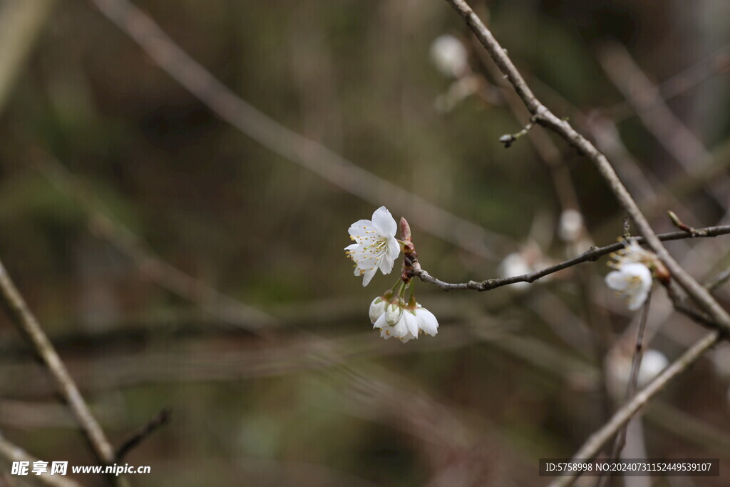 白色樱花