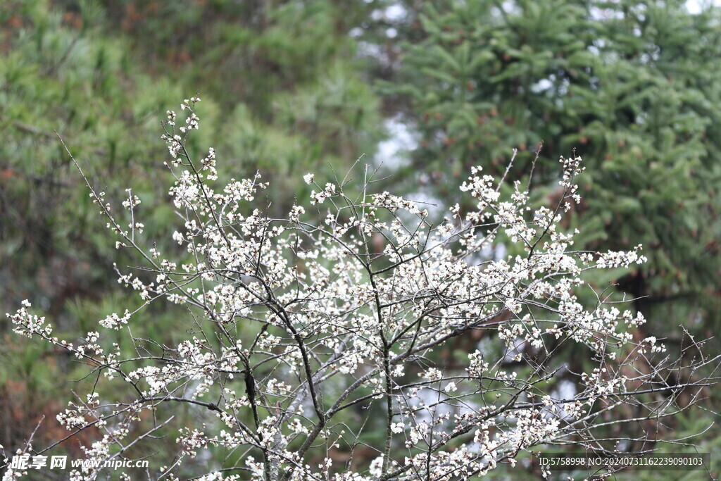 樱花树