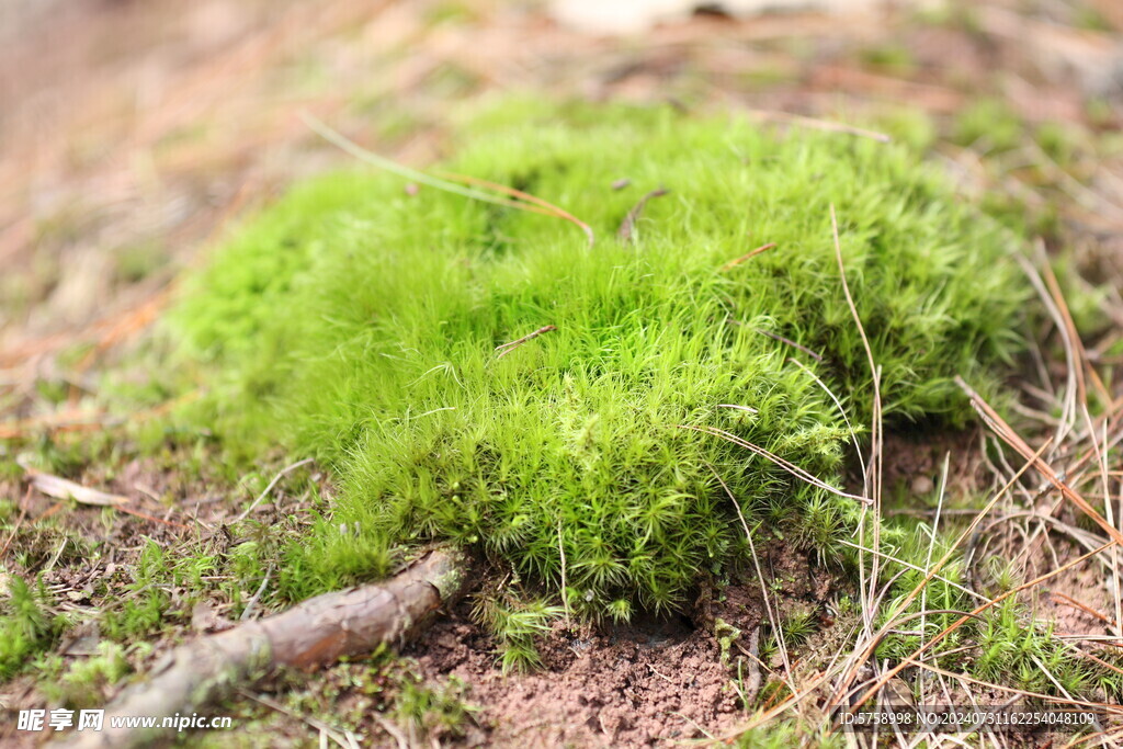 爱心型苔藓