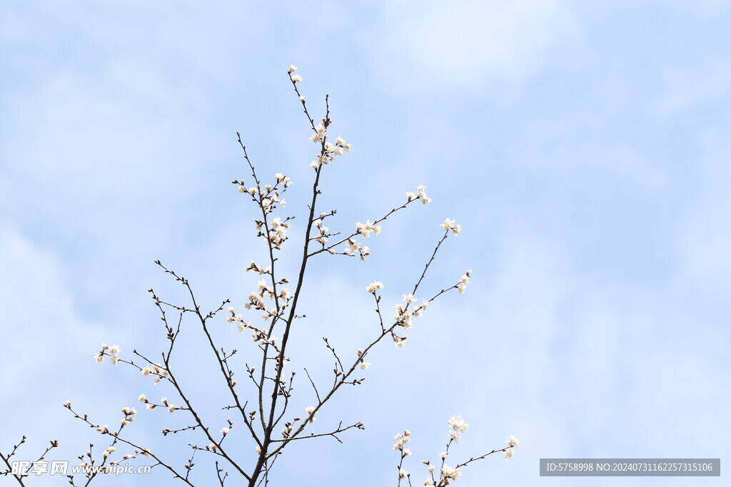 蓝天白云阳光樱花盛开