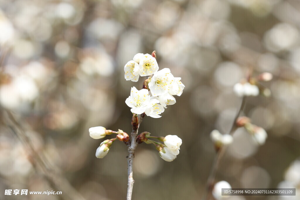 白色樱花特写