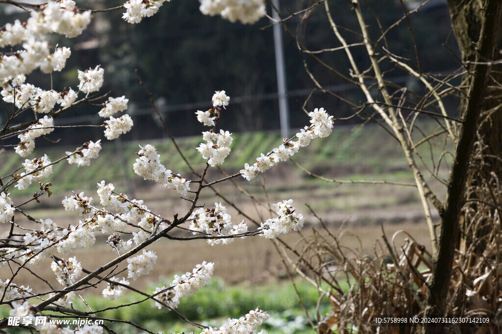 樱花满枝