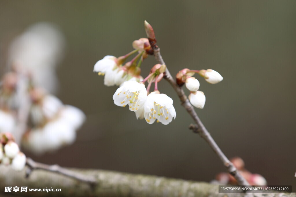 漂亮樱花