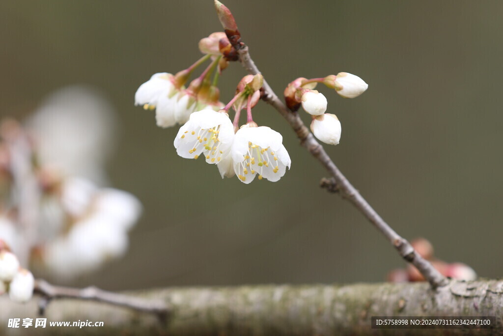 樱花特写