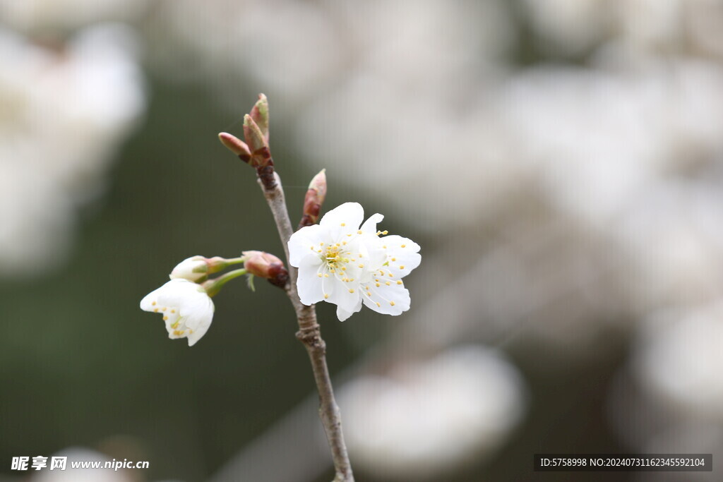 樱花特定