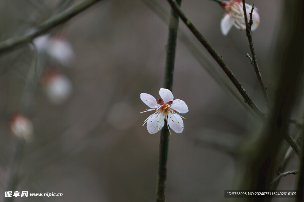 梅花