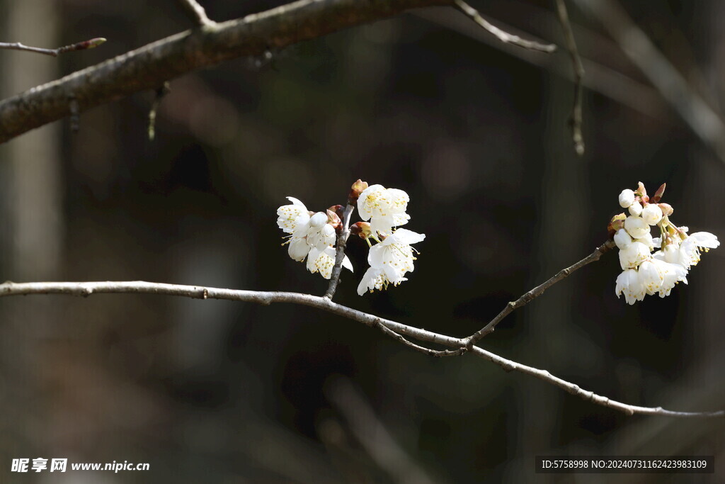 樱花特写