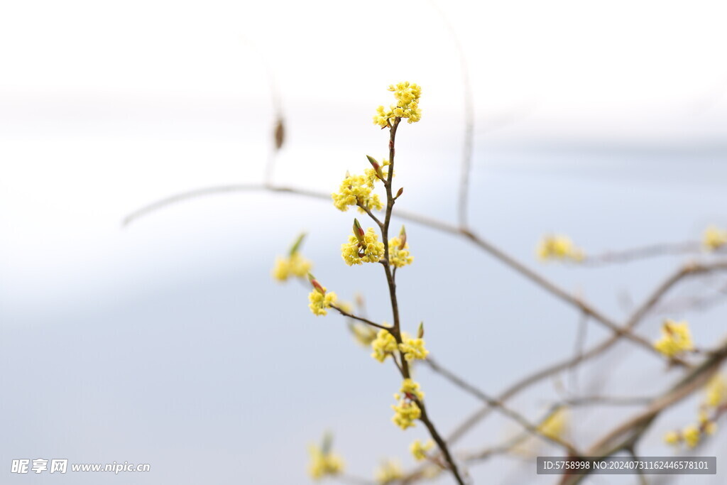 山胡椒花