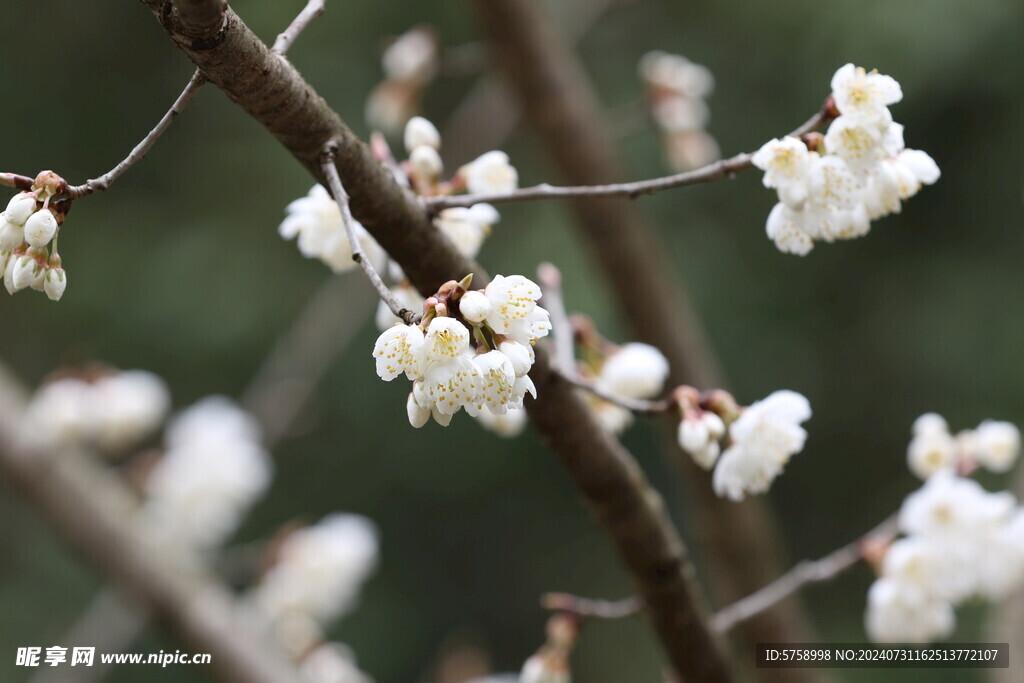 樱花枝