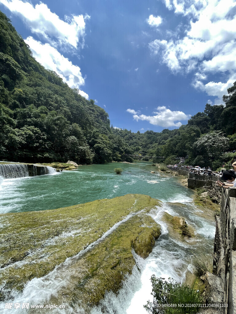 黄果树