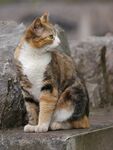 森林猫