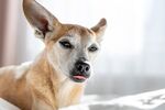 犬