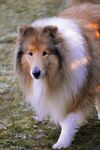 牧羊犬