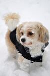 雪地拉萨犬