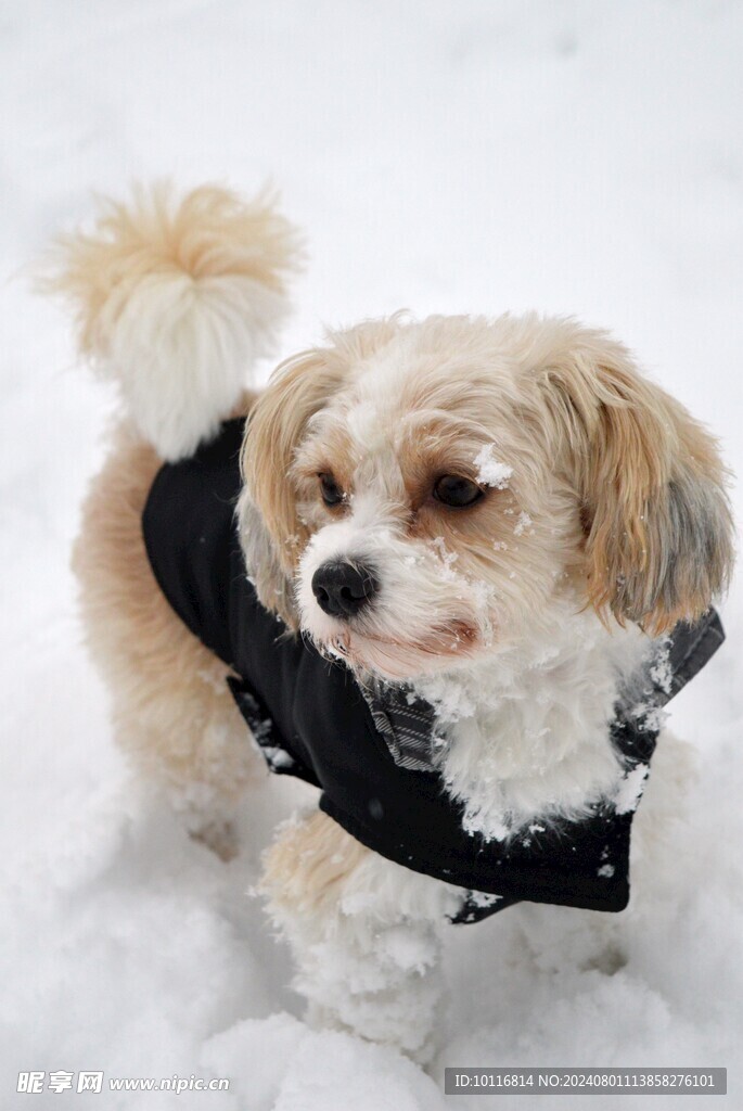 雪地拉萨犬