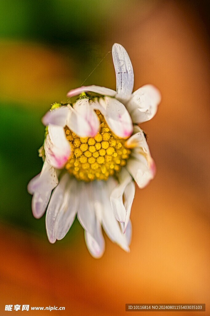 雏菊