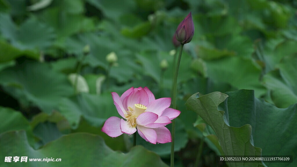 荷花