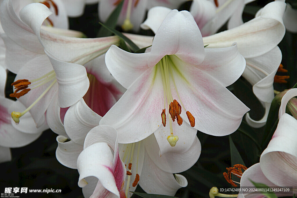 百合花
