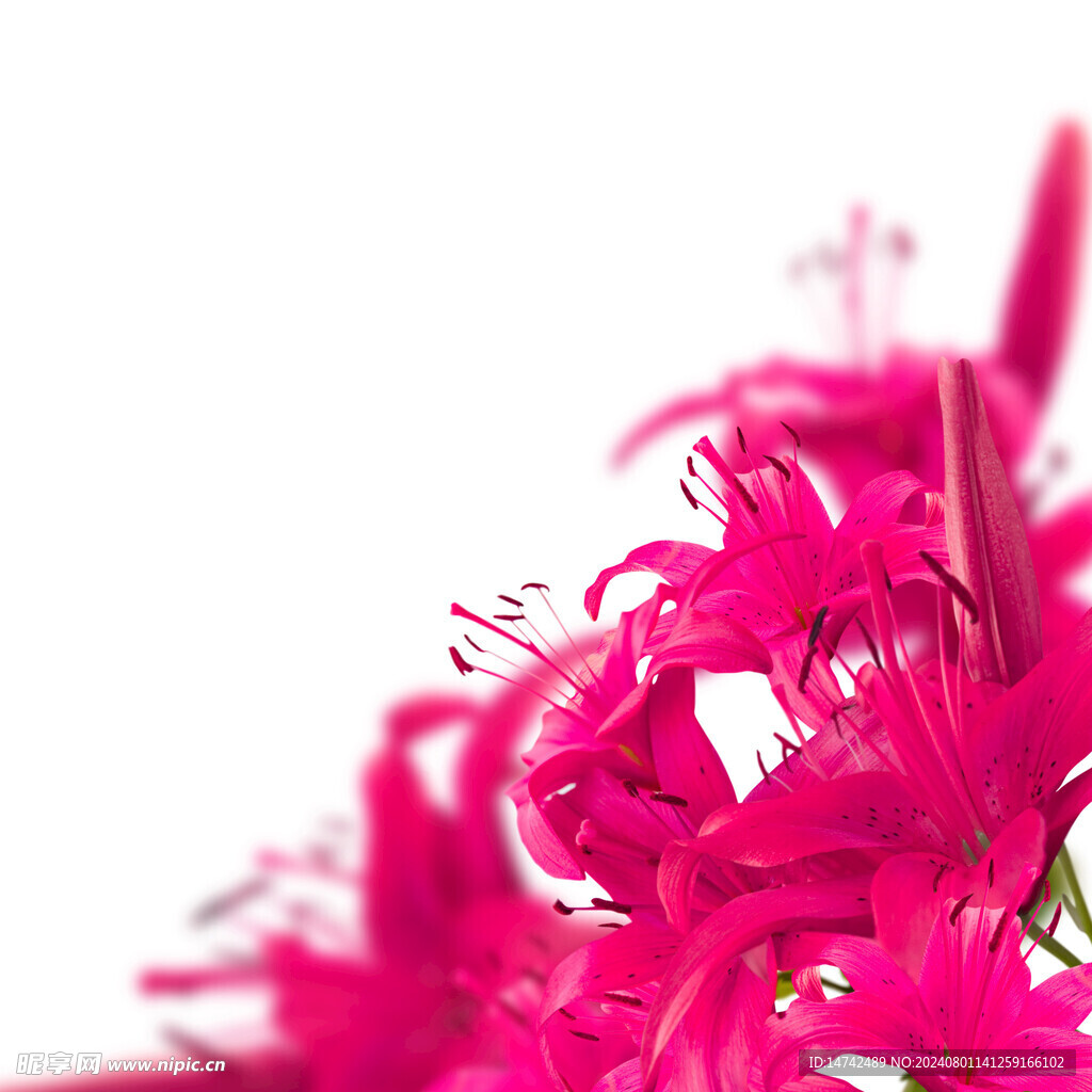 百合花