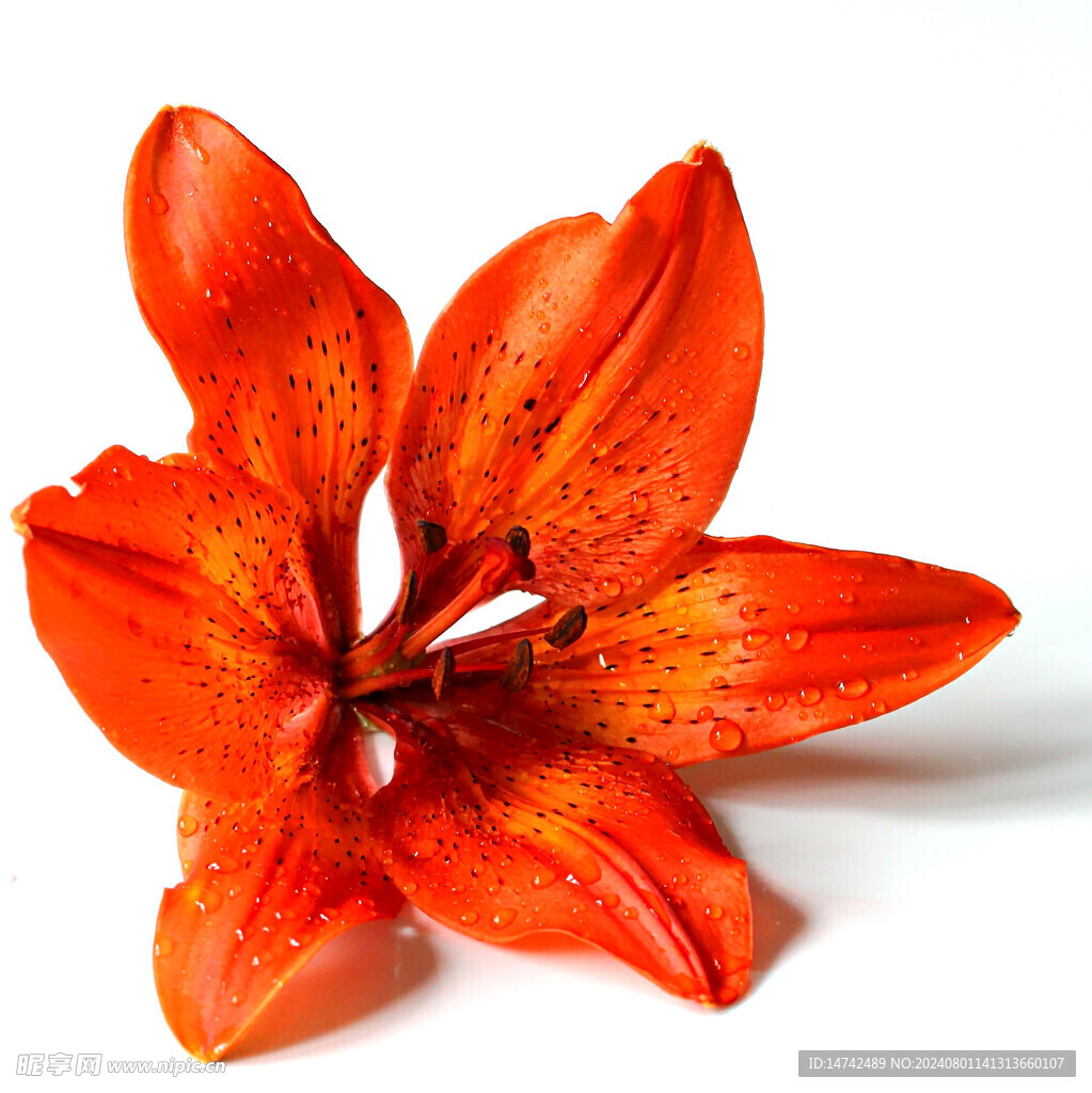 百合花